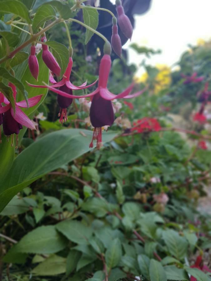 Flowery Tropea Apartment エクステリア 写真