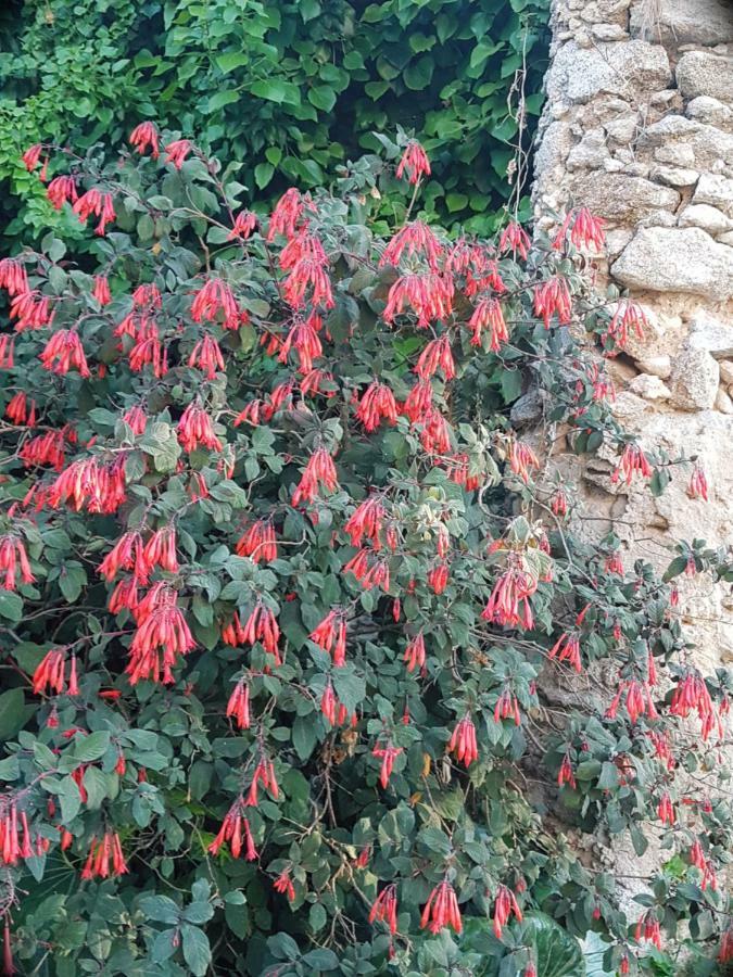Flowery Tropea Apartment エクステリア 写真